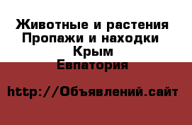 Животные и растения Пропажи и находки. Крым,Евпатория